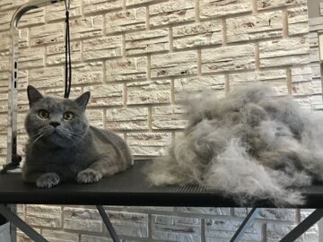 Стрижка котов в Митино